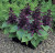 40S-e-e-ds Salvia Salsa Purple Bi-Color / Purple Sage S-e-e-ds