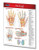 Hand - Human Hand Chart - Medical Anatomy Guide - Quick Reference Guide by Permacharts