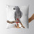 VeJerKK Grey Parrot Bird Psittacus Erithacus Standing on a Branch Tropical Nature Wildlife Multicolor Pillow Covers Decorative Cushion Cover Throw Printed Pillow Case 16in x 16in