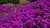 PAPCOOL 50Plus Delosperma Purple Ice Plánt Flówer S??DS Perennial S?ed for Pl?nting
