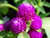 PAPCOOL 40Plus Purple Gomphrena Gnome Flówer S??DS/Annual S?ed for Pl?nting