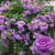 PAPCOOL 5 Purple Cl?mbing Rose S??DS for Pl?nting Rosa Flówer S??DS