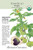 Organic Purple Tomatillo Seeds - 150 Milligrams - Botanical Interests