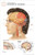 11 x 17 Post-It Anatomical Chart- ANATOMY of the BRAIN