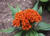 VietFA 50 Celosia Se?ds Jessica Orange Cóckscomb Se?ds R?re S??ds