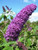 Violet Purple Butterfly Bush Buddleia Davidii Flower Jocad -50 Seeds-