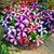 Star Mix Petunia Mixed Colors Petunia Violacea Flower Seeds Red Blue Purple jocad -100 Seeds-