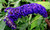 Dark Purple Butterfly Bush Buddleia Davidii Hummingbird Shrub Flower jocad -50 Seeds-