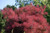 Purple Smoke Tree Shrub Smokebush Cotinus Coggygria Rhus Cotinus Sumach jocad -30 Seeds-