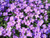Purple ROCKCRESS Aubrieta Flower jocad -500 Seeds-