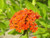 Campion - Maltese Cross - Lychnis Red Orange jocad -300 Seeds-