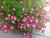 Purple Robe Saxifraga Saxifraga Arendsii Moss Rockfoil Evergreen Flower Jocad -50 Seeds-
