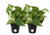 Costa Farms Devil's Ivy- Golden Pothos- Epipremnum- 4in Grow Pot- 2-Pack- Very Easy to Grow