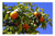 LESGAULEST Doormat Floor Rug/Mat -23.6 x 15.7 inch- - Oranges Fruit Citrus Naranjo Nature Tree Vitamin