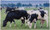 Esschert Design Cows Doormat