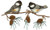 Chickadee - Chickadees On A Branch - Pinecone - Bird - Iron On Applique Patch
