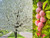 American Plum Prunus Americana Red Purple Fruit White Flower Shrub Tree Jocad -5 Seeds-