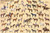 Laminated North American Horses Animal Chart Poster Laminated Poster 36 x 24in