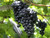 HeirloomSupplySuccess TM 25 Heirloom Purple Concord Grape Seeds