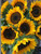 PAPCOOL Sunflower Orange 25 Orange Sunflower S??ds - RareS??ds for Pl?nting Grow?ng