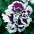 Double Grandiflora Pirouette Purple Petunia Flower Seeds / Annual jocad -30Plus Seeds-