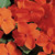 Impatiens Flower Garden Seeds - F1 Accent Series - Orange - 500 Seeds - Annual Flower Gardening Seeds