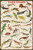 `-24x36- Laminated Exotic Lizards Educational Chart Poster