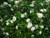Murraya Paniculata - Orange Jasmine - Extremely Fragrant Flowers jocad -5 Seeds-