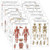 15 Pack - Anatomical Posters - Laminated - Muscular- Skeletal- Digestive- Respiratory- Circulatory- Endocrine- Lymphatic- Male  and  Female- Nervous- Spinal Nerves- Anatomy Charts - 18inch x 27inch