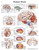 VR1615UU - Brain Chart - 3B Scientific Brain Chart - Each