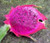 Dragon Fruit Purple Pitaya Exotic Plant Seed jocad -10 Seeds-