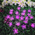 Solar Flower String Lights?22ft 50 Led Cherry Blossoms String Lights Outdoor Waterproof Solar Powered Fairy Lights for Outdoor-Garden- Patio -Purple-