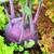 Organic Purple Vienna Kohlrabi Garden Seeds - 4 Oz - Non-GMO- Heirloom Vegetable Gardening  and  Microgreens Seeds