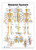 Skeleton Poster 12*17inch- Anatomical Chart