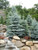 Fresh Seeds - Colorado Blue Spruce- Picea pungens glauca- Tree 200 Seeds -Hardy Evergreen-
