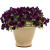 Trailing Pansy - Cool Wave Purple - Flower Seeds - 100 Seeds