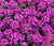 Alyssum Purple Royal Carpet Lobularia Maritima - 250 ct