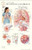BS337 - Heart Chart - Post-It Anatomical Charts - Each