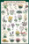 Laminated North American Wildflowers Ediucational Chart Poster 24x36