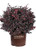 Southern Living Plant Collection SL-09Q Red Diamond Loropetalum- 2.5 qt- Purple