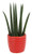 Costa Farms Mini Sansevieria Cylindrica Snake Ceramic Planter Live Indoor Plant- 6-Inch Tall- Grower's Choice