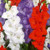 Patriotic Mixture - Large Flowering Gladiolus - 10 Bulbs