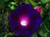 Morning Glory -Ipomoea- Purple Passion 100 Seeds