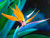 Tropical Bird of Paradise Mallowwort Mallow - Strelitzia Reginae Flower jocad -5 Seeds-