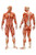 Human Male Musculoskeletal System Muscles Anatomy Educational Chart Cool Huge Large Giant Poster Art 36x54