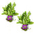 Kejora Fresh Organic Red Dandelion 2 Bunches