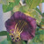 Cobaea scandens Purple 100 Seeds