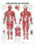 The Muscular System Anatomical Chart Laminated 