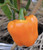 PAPCOOL Pepper Orange S??DS for Pl?nting - Orange Bell Pepper Sweet Horizon S??DS 100 S??DS