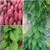 Purple Yam S.e.e.d.s- Dioscorea Alata- Yam S.e.e.d.s Home Garden - 5 S.e.e.d.s